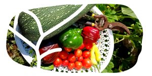 cosecha de calabacín, tomates y pimientos insertados en el logo de germinando nuestro barrio